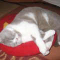 Balu 41