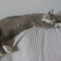 Balu 9